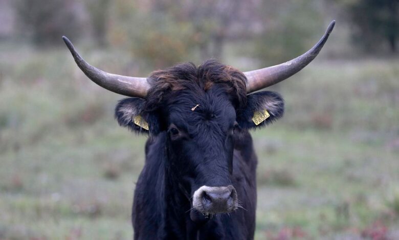 Electric wallpaper and carbon-sequestering cows: Positive environmental stories from 2024