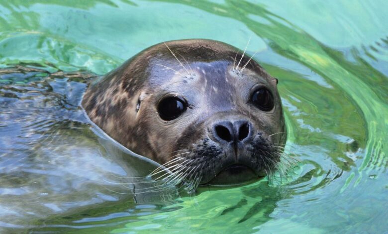 From wind-powered islands to urban forests: Positive environmental stories from 2023