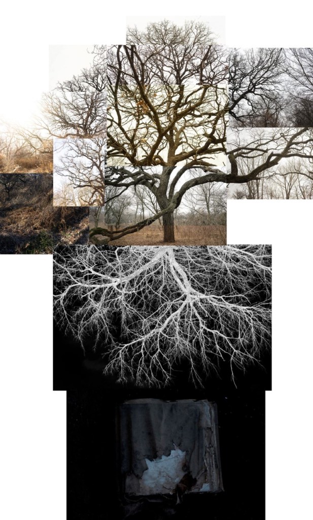 A large photo of a bur oak tree made of smaller photos of the tree stitched together in a collage style.