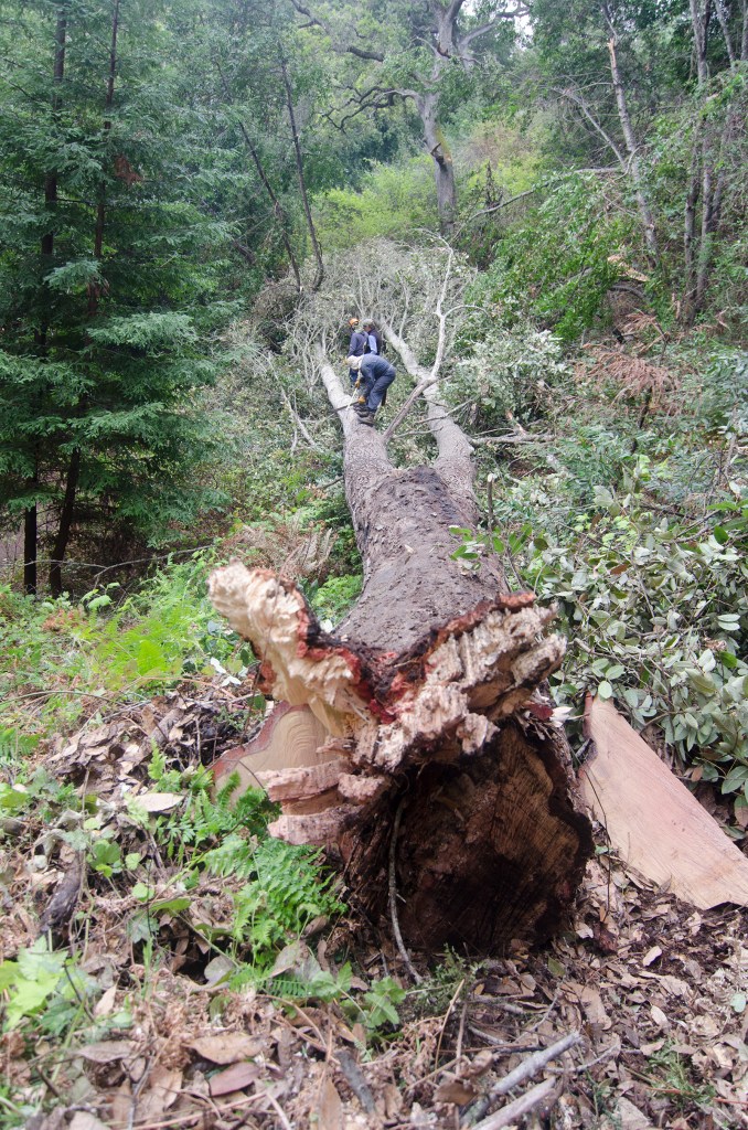 A fallen tree in a forest.
