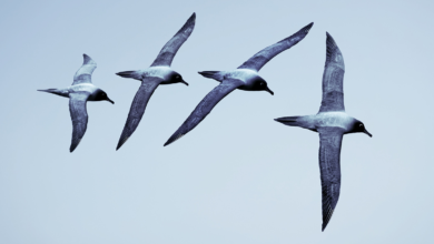 The boss factor | McKinsey