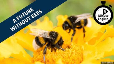 BBC Learning English – 6 Minute English / Is there a future without bees?