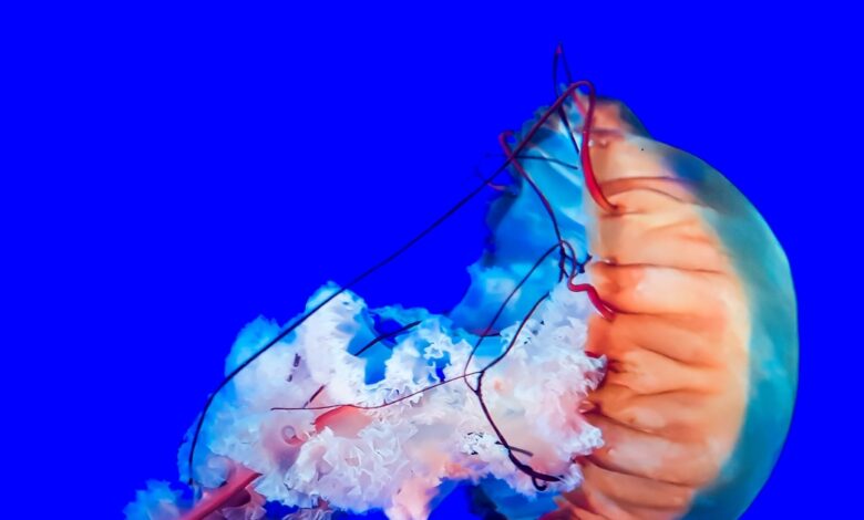 5 ocean heroes battling to turn the toxic tide