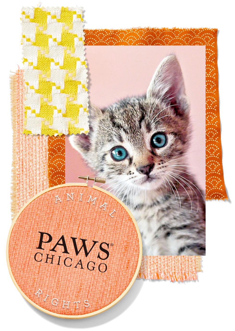 PAWS Chicago paws chicago